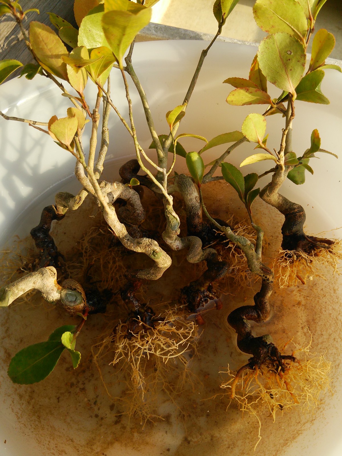 山茶花のポット苗の根っこを確認してみた 盆栽擬き日記