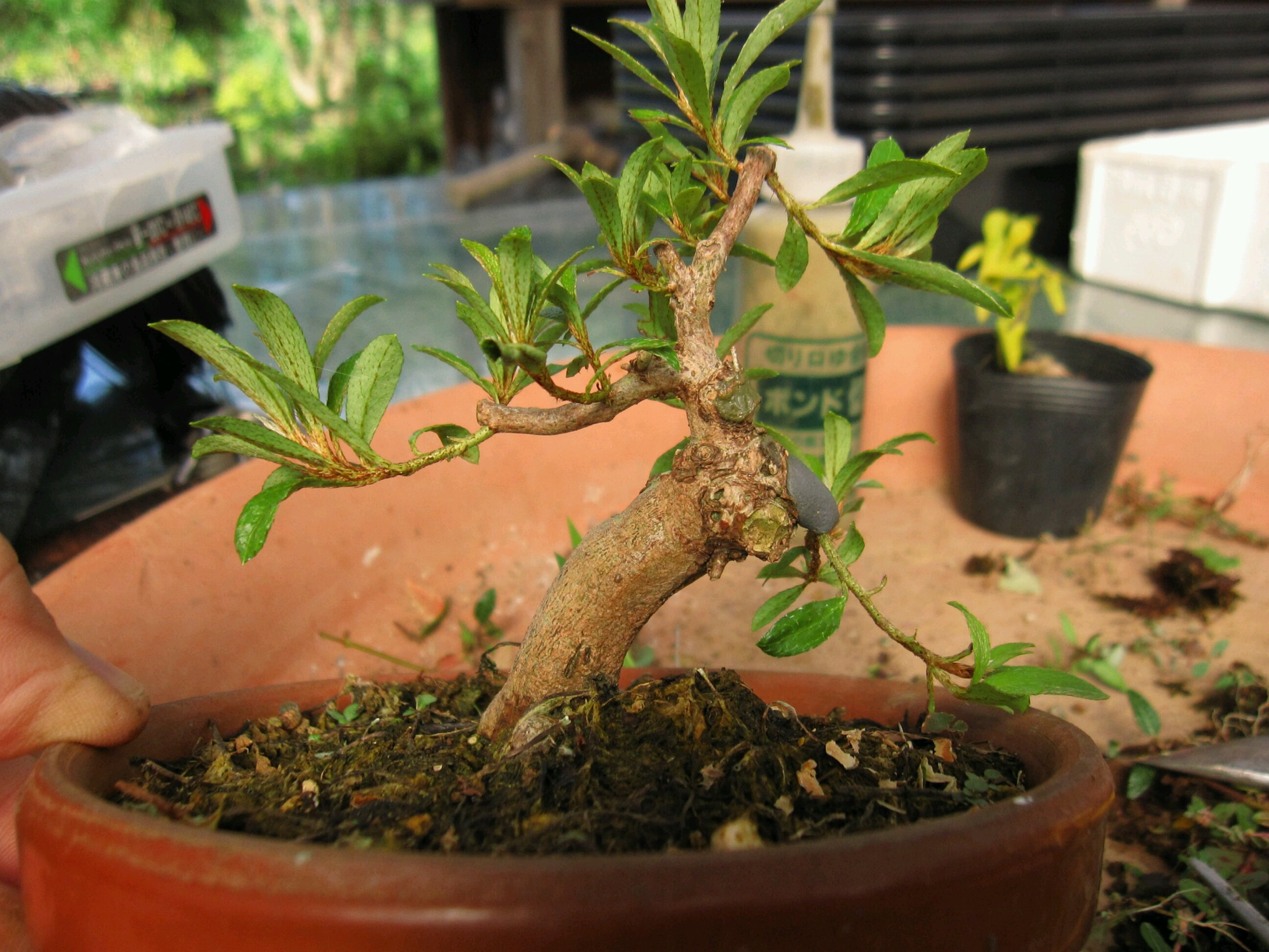 復活したサツキ 盆栽擬き日記