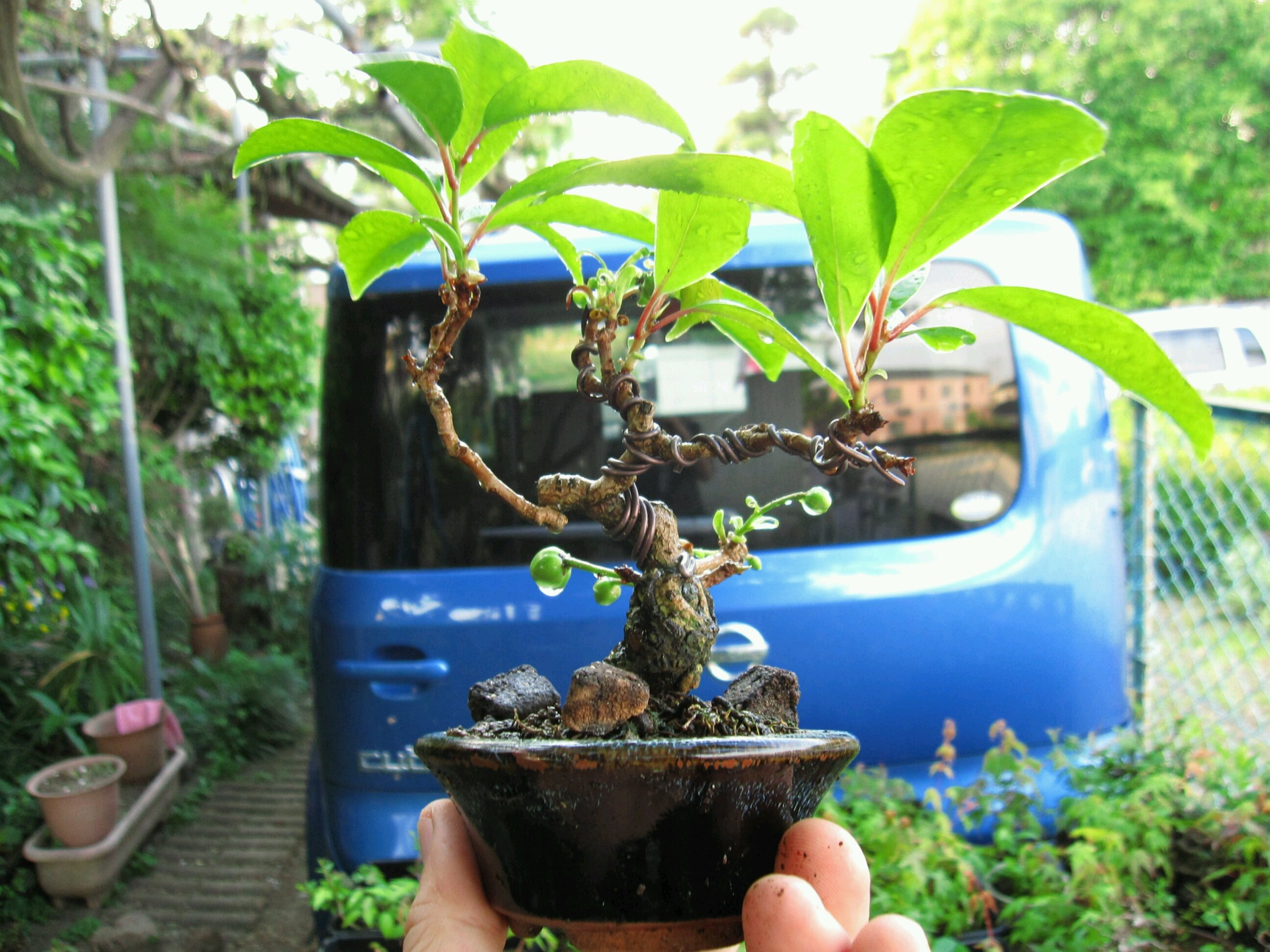 花芽を着けた美男カズラ 盆栽擬き日記 花芽を着けた美男カズラ 盆栽擬き日記