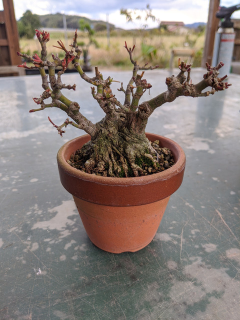 随分前に実生から作った株立ちヤマモミジ : 続・盆栽擬き日記