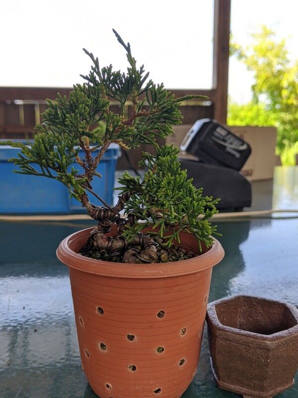 続・盆栽擬き日記 - 真柏挿10の植替えとNO26の畳み込み（結果のみ