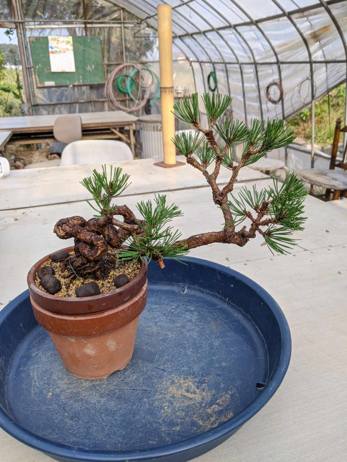 来年接ぎ木を予定している黒松の古葉を取る : 続・盆栽擬き日記