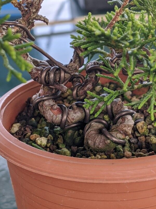 続・盆栽擬き日記 - 真柏挿10の植替えとNO26の畳み込み（結果のみ