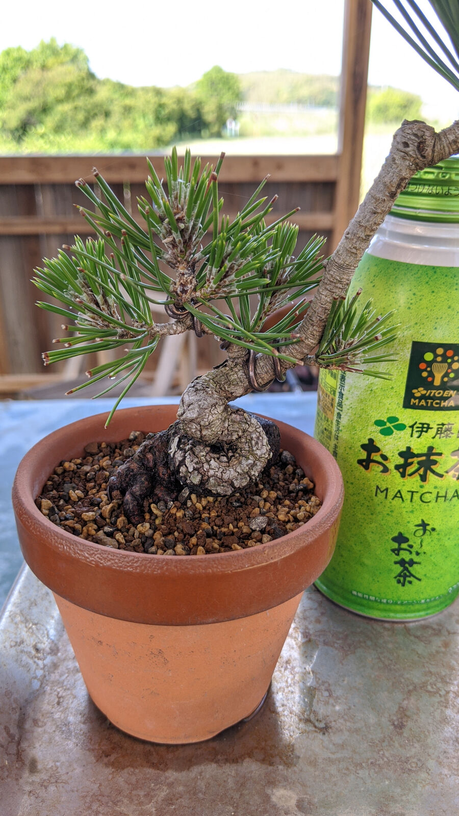 値下げ‼️山グミ盆栽(山取り)‼️寒グミ取り木|こはるの盆栽 値下げ‼️山グミ盆栽(山取り)‼️寒グミ取り木|こはるの盆栽