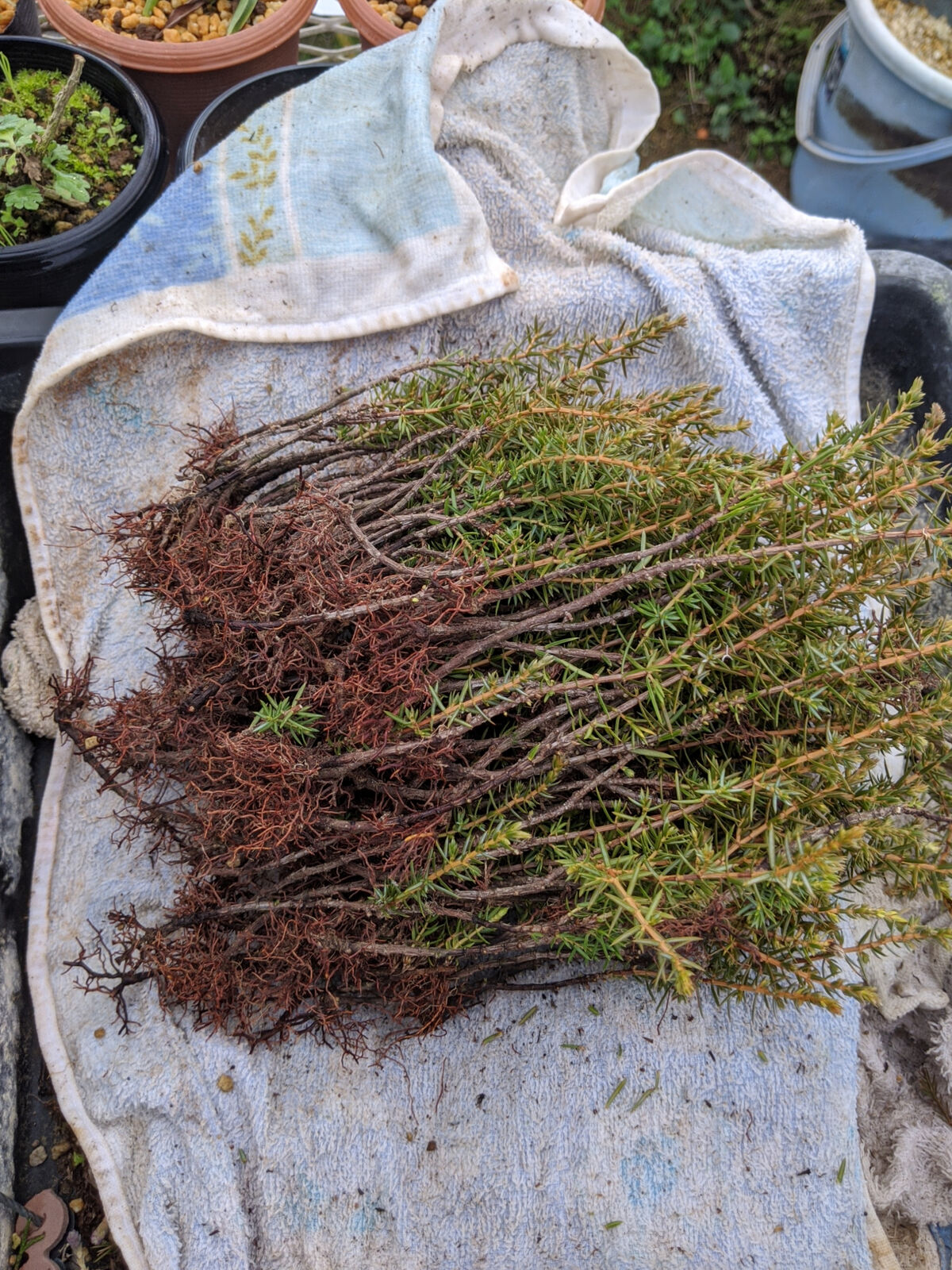 1回目の曲付けの為に姫杜松の挿し木苗も掘り出す 続 盆栽擬き日記 1回目の曲付けの為に姫杜松の挿し木苗も掘り出す 続 盆栽擬き日記