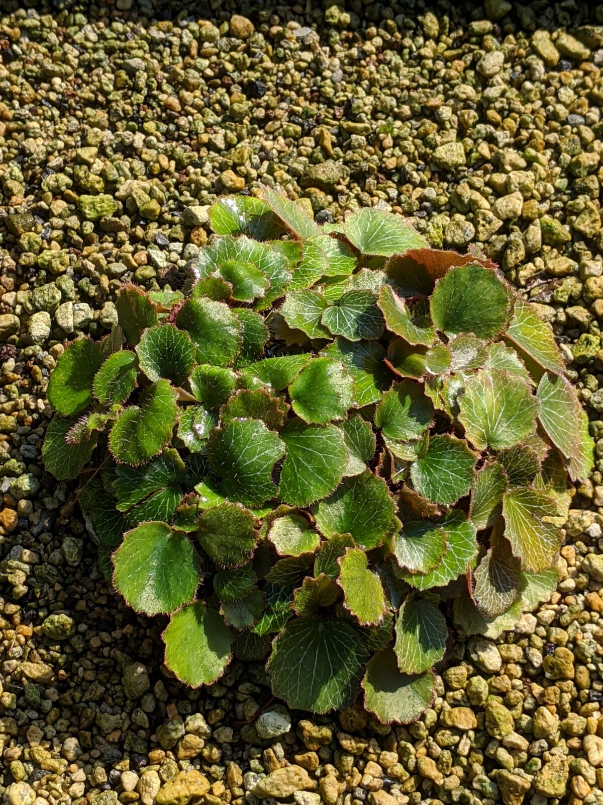 屋久島極姫性ユキノシタ : 続・盆栽擬き日記