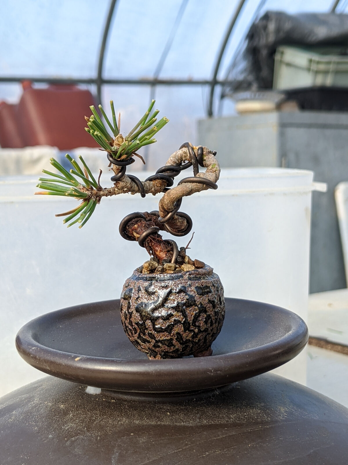 水彩画 南瓜 2002 岡崎信吾