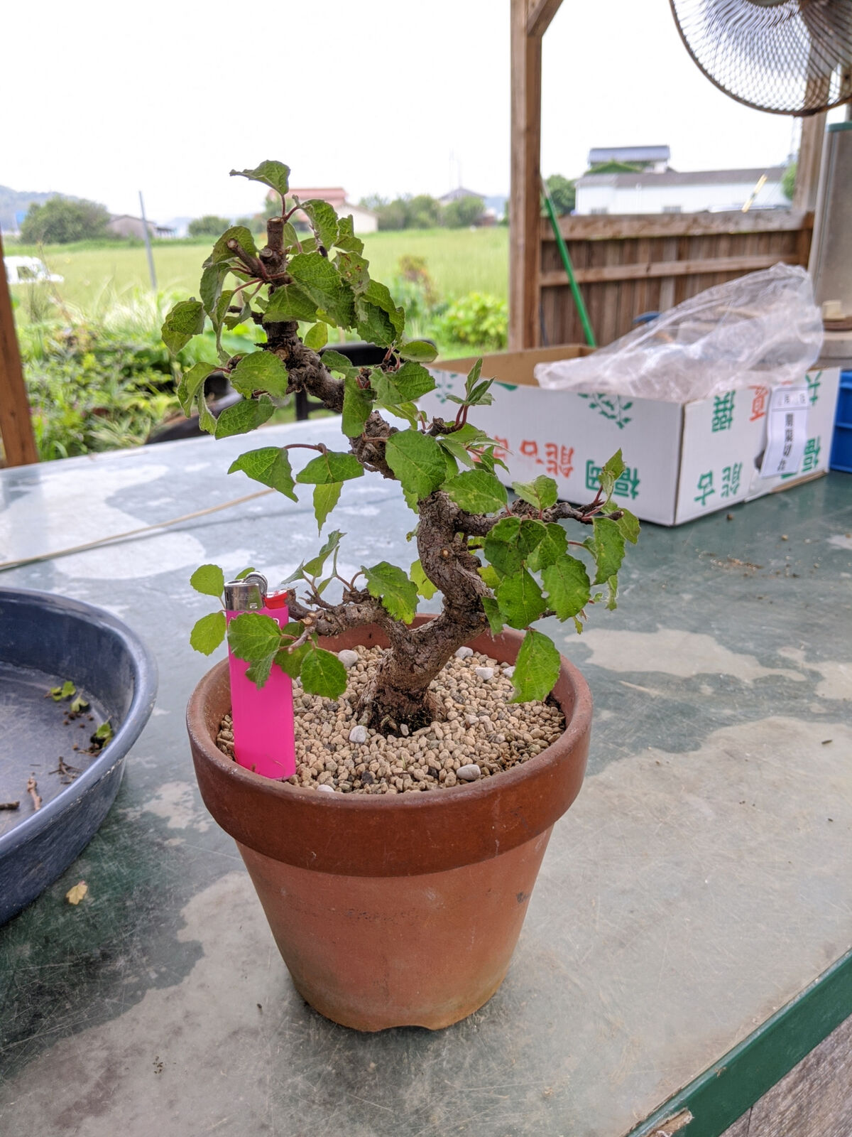 金華山ガマズミの剪定 続 盆栽擬き日記 金華山ガマズミの剪定 続 盆栽擬き日記