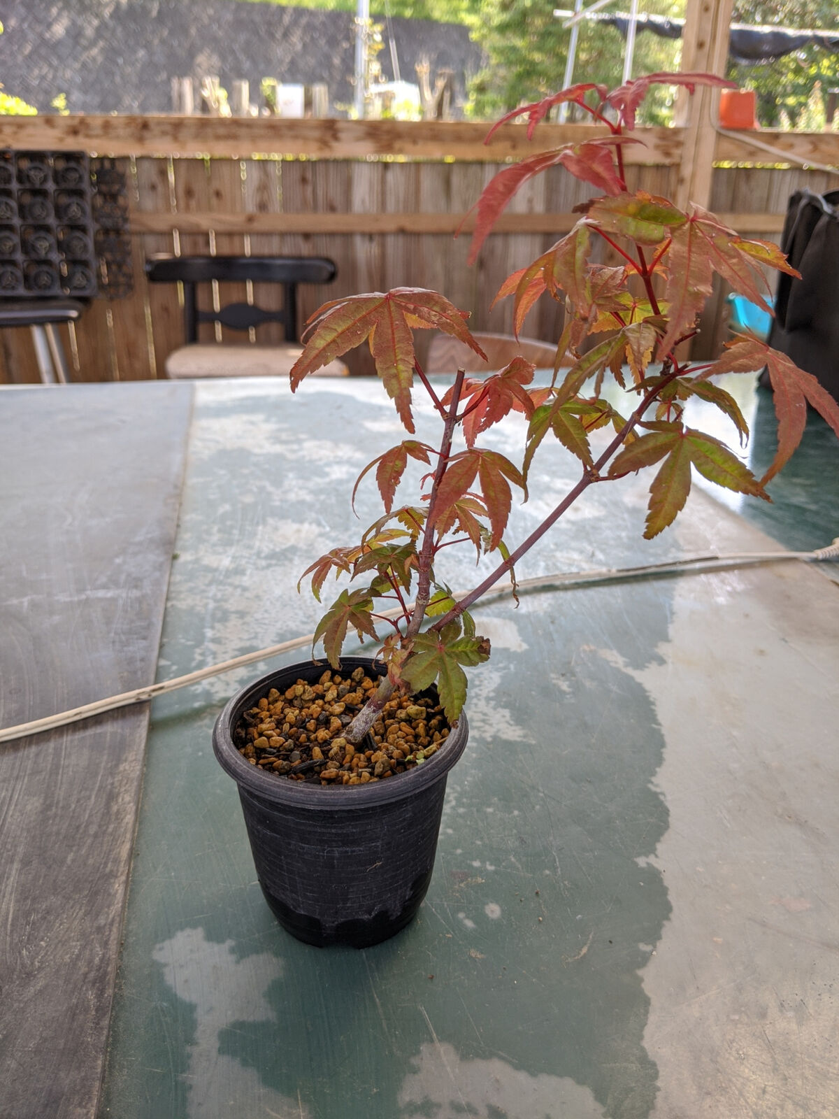 出猩々もみじ 続 盆栽擬き日記 出猩々もみじ 続 盆栽擬き日記