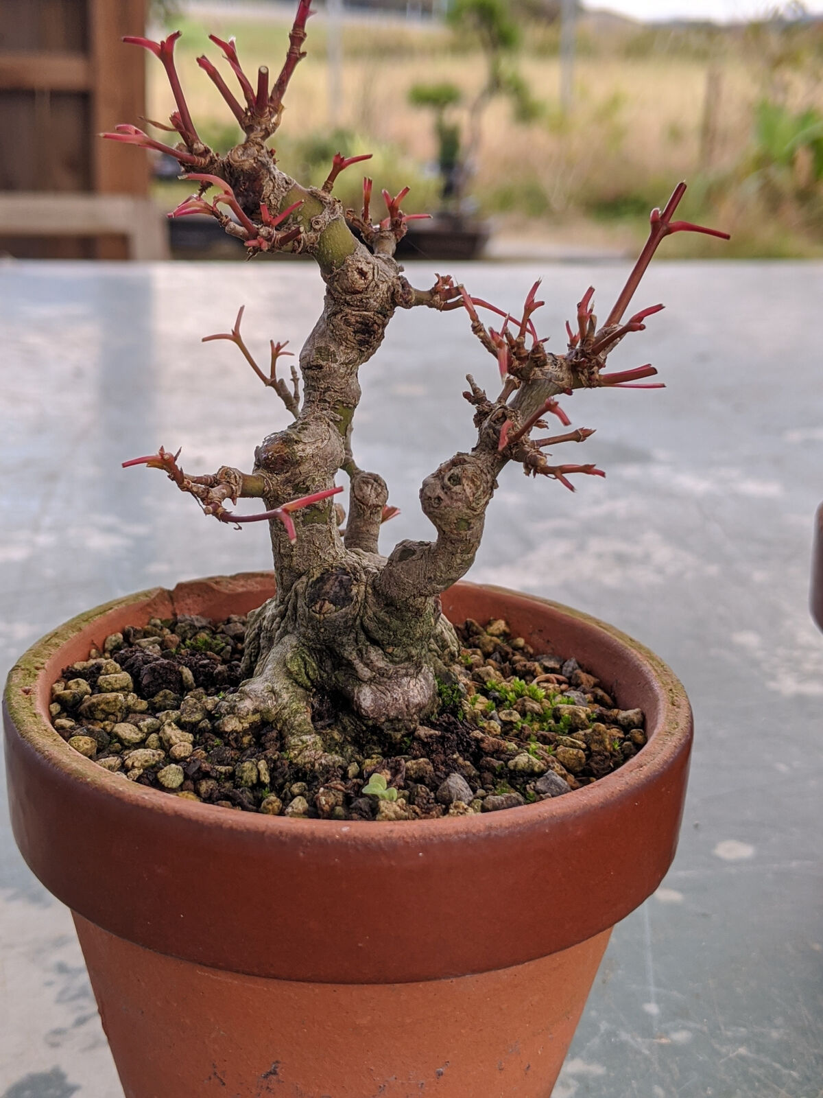 随分前に実生から作った株立ちヤマモミジ : 続・盆栽擬き日記