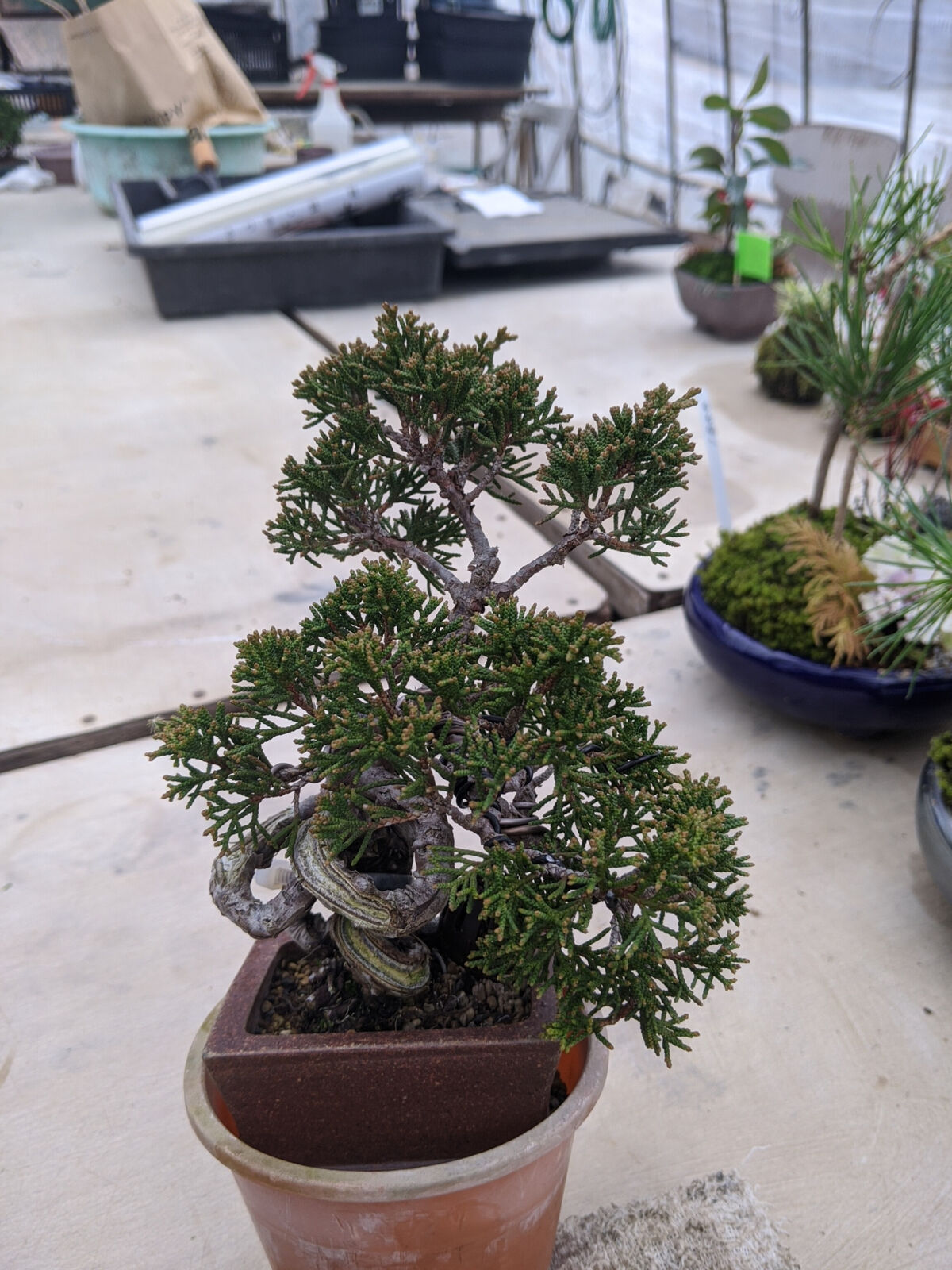 M SIZE 盆栽鉢 作家鉢 陶器 真柏 糸魚川真柏 皐月 五葉松 黒松 長寿