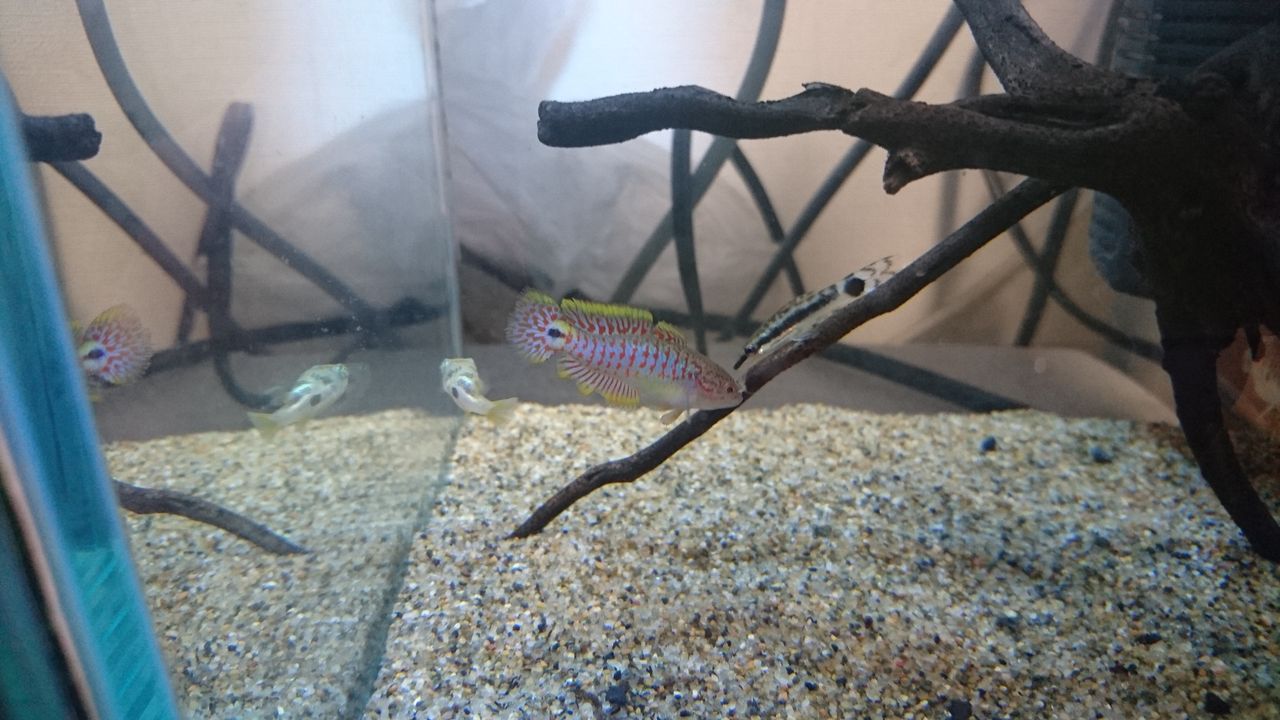 魚の価値は むりやリウム Com 魚の価値は むりやリウム Com