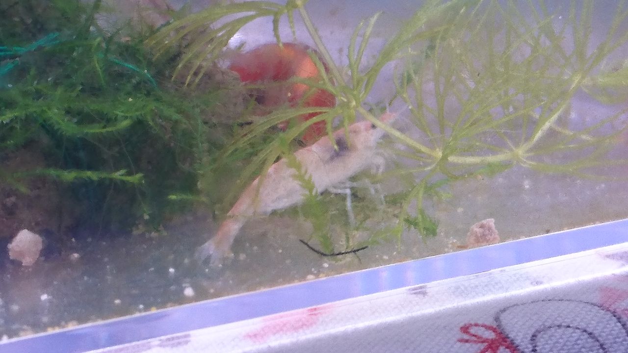 色抜け 色落ち むりやリウム Com