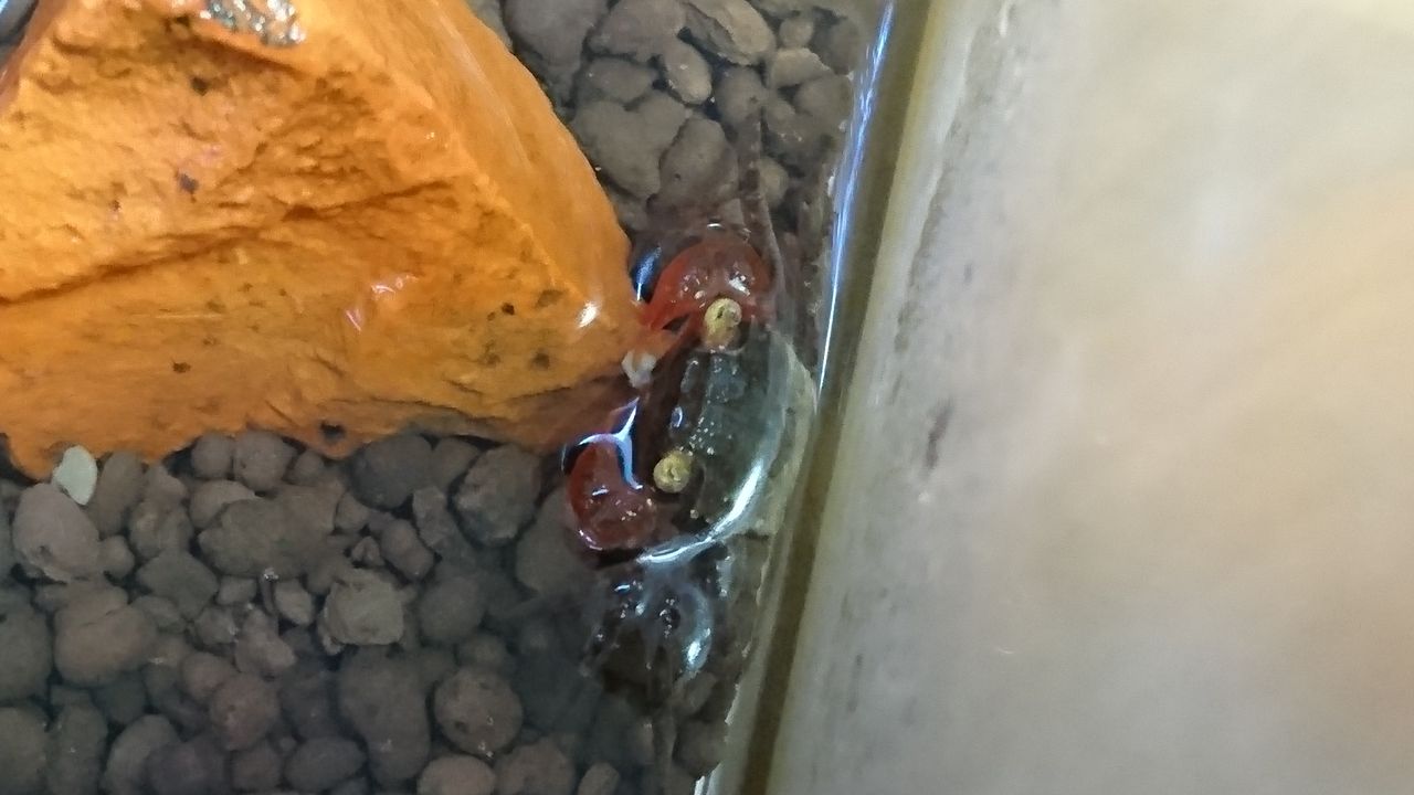 連続死 バンパイアクラブの場合 むりやリウム Com