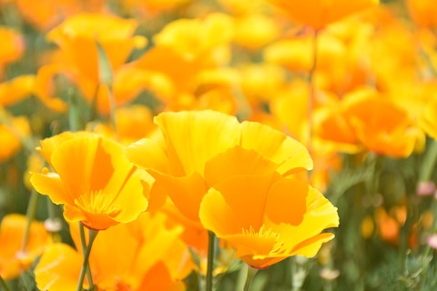 papaveraceae-poppy-genus-815621_960_720