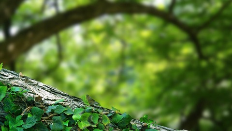 branch-1701080_960_720