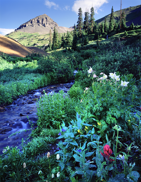 wildflowers-669467_960_720