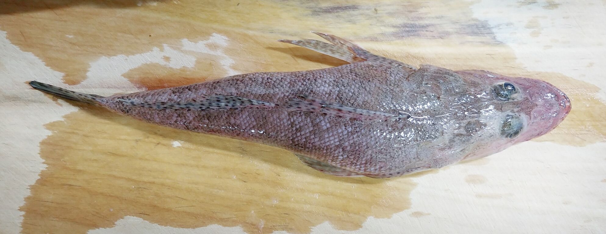 海で遊部日記 4ヶ月ぶりに海釣りした トレジャーハンティン部 部長のブログ 海で遊部日記 4ヶ月ぶりに海釣りした トレジャーハンティン部 部長のブログ