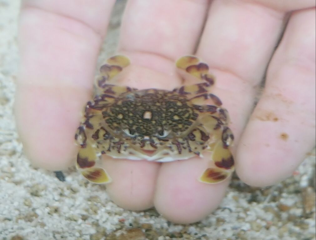 海で遊ぶ日記 水槽のニューカマーとシーグラスで工作をしてみた キンセンガニ ビーチグラス ランプシェード トレジャーハンティン部 部長のブログ