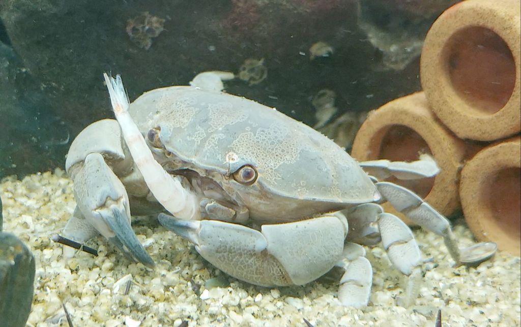 水槽日記 沼津でお連れしたニューカマー タナバタウオ トレジャーハンティン部 部長のブログ