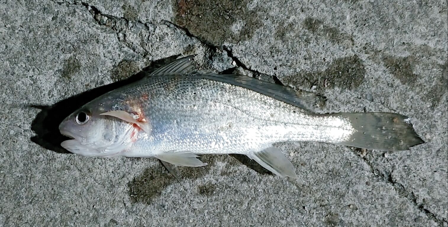 海で遊部日記と料理日記 ミノカサゴを煮付けに トレジャーハンティン部 部長のブログ 海で遊部日記と料理日記 ミノカサゴを煮付けに トレジャーハンティン部 部長のブログ