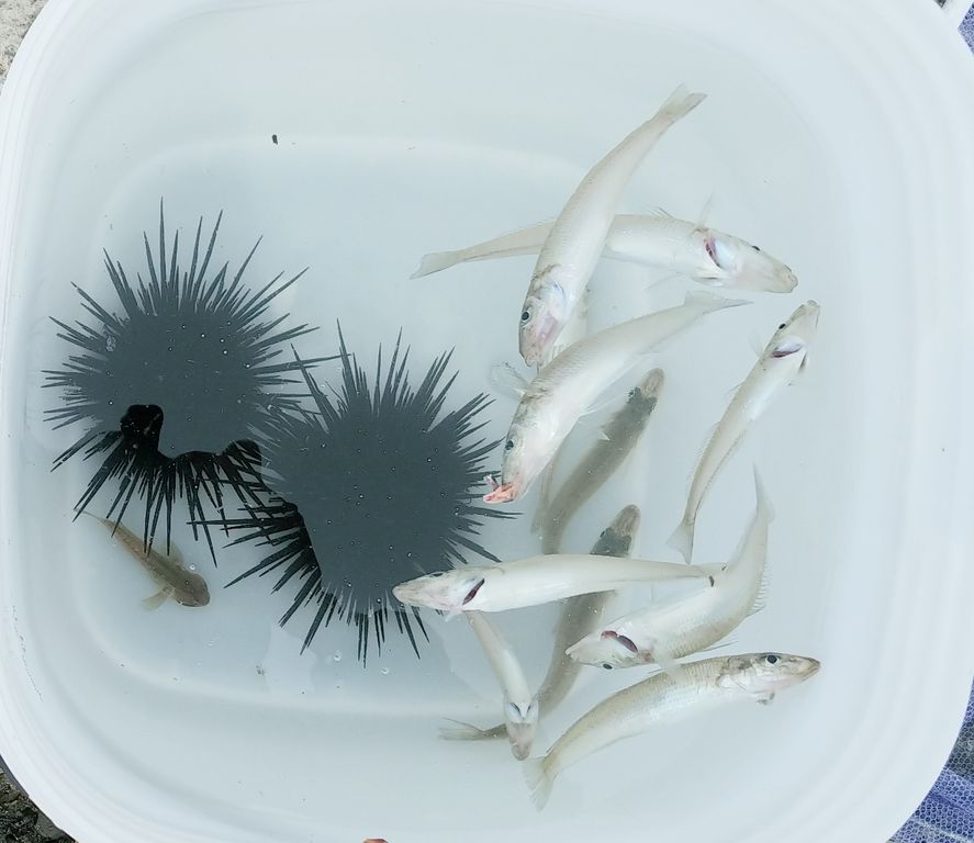 日記 海で遊部活動 水槽 飼育 ハオコゼ ウニ ヒイラギ トレジャーハンティン部 部長のブログ 日記 海で遊部活動 水槽 飼育 ハオコゼ ウニ ヒイラギ トレジャーハンティン部 部長のブログ
