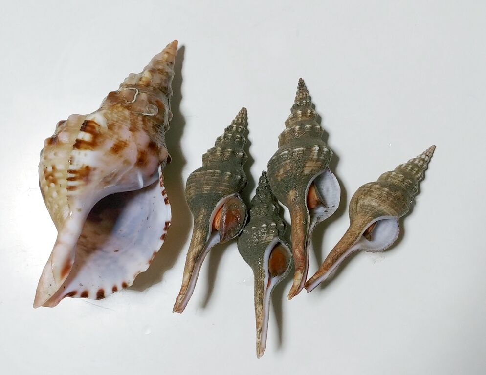 海で遊部日記 初めての食材を色々調理 マトウダイ カナガシラ ほら貝 夜泣き貝 トレジャーハンティン部 部長のブログ 海で遊部日記 初めての食材を色々調理 マトウダイ カナガシラ ほら貝 夜泣き貝 トレジャーハンティン部 部長のブログ