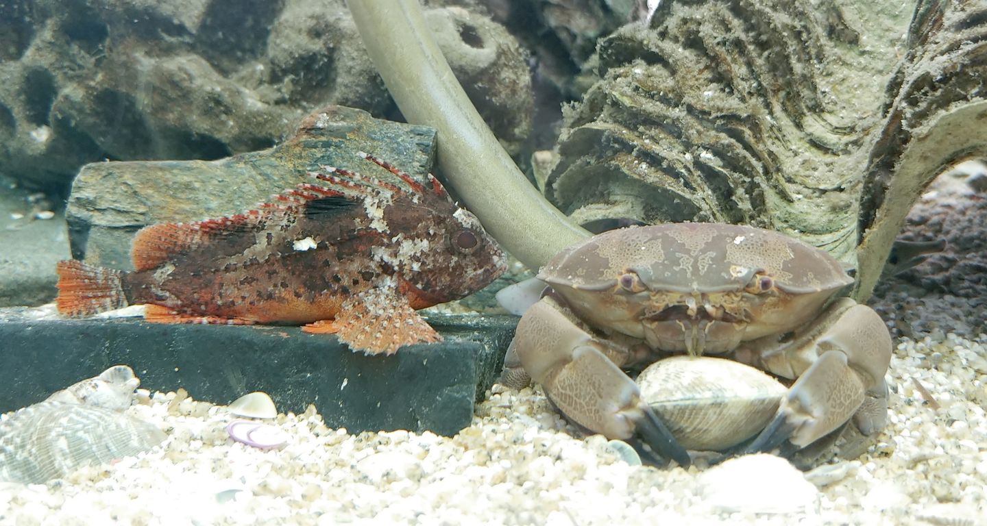 日記 スベスベマンジュウガニがやってきた 海水魚水槽 トレジャーハンティン部 部長のブログ 日記 スベスベマンジュウガニがやってきた 海水魚水槽 トレジャーハンティン部 部長のブログ