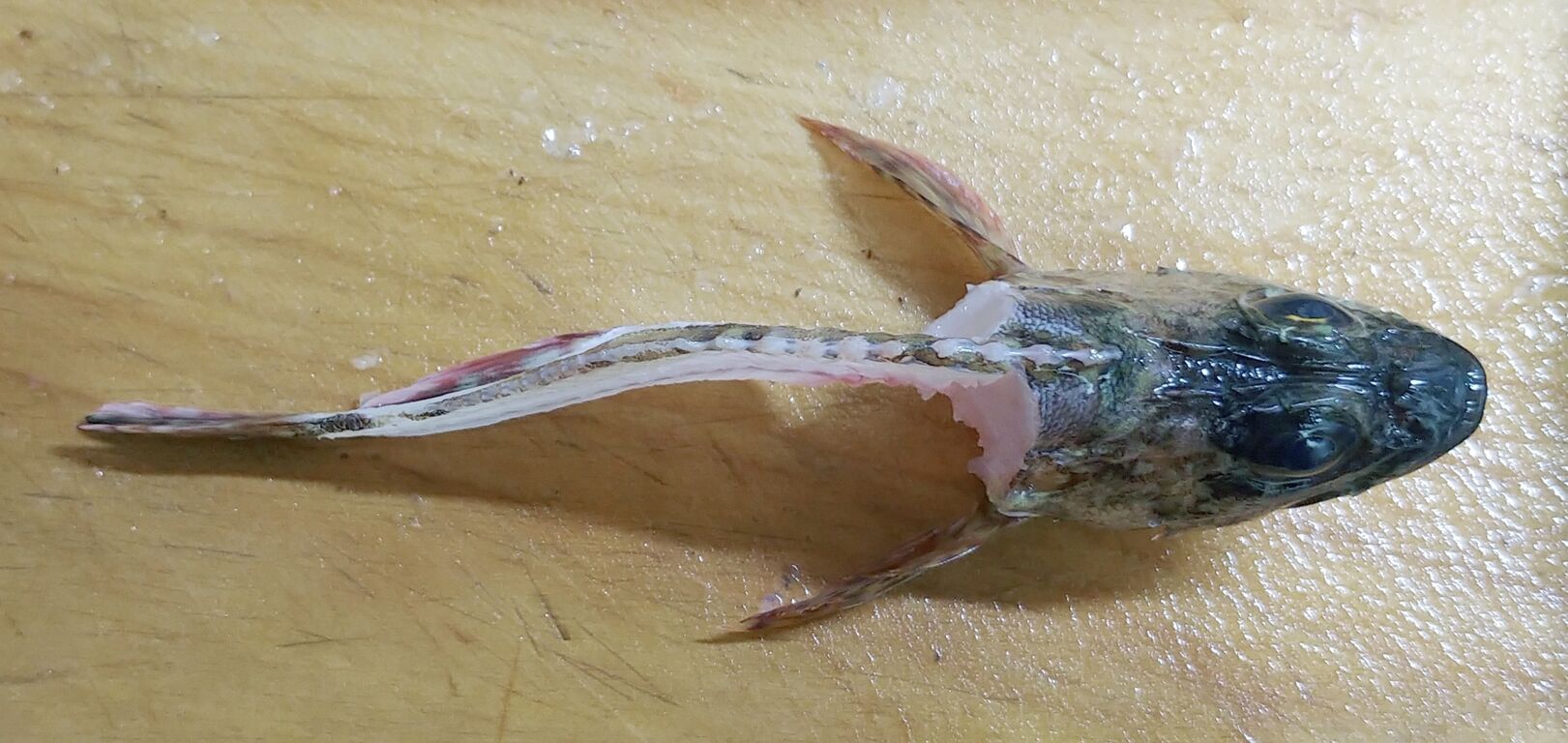 海で遊部日記と料理日記 ミノカサゴを煮付けに トレジャーハンティン部 部長のブログ 海で遊部日記と料理日記 ミノカサゴを煮付けに トレジャーハンティン部 部長のブログ