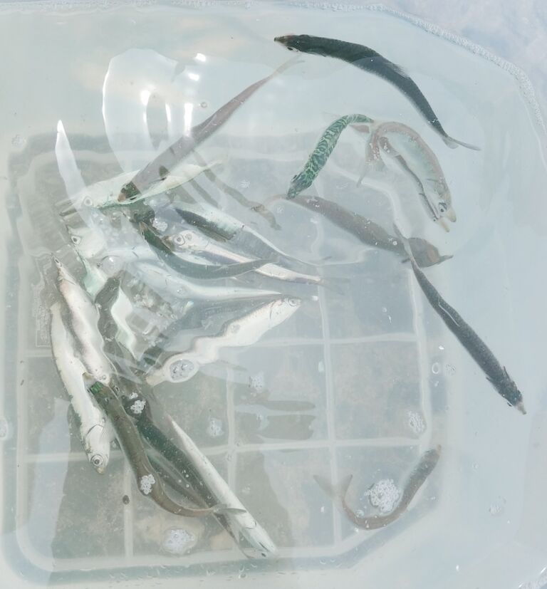 海で遊部日記 東京湾でクエが釣れたからクエ鍋作ってみた トレジャーハンティン部 部長のブログ 海で遊部日記 東京湾でクエが釣れたからクエ鍋作ってみた トレジャーハンティン部 部長のブログ