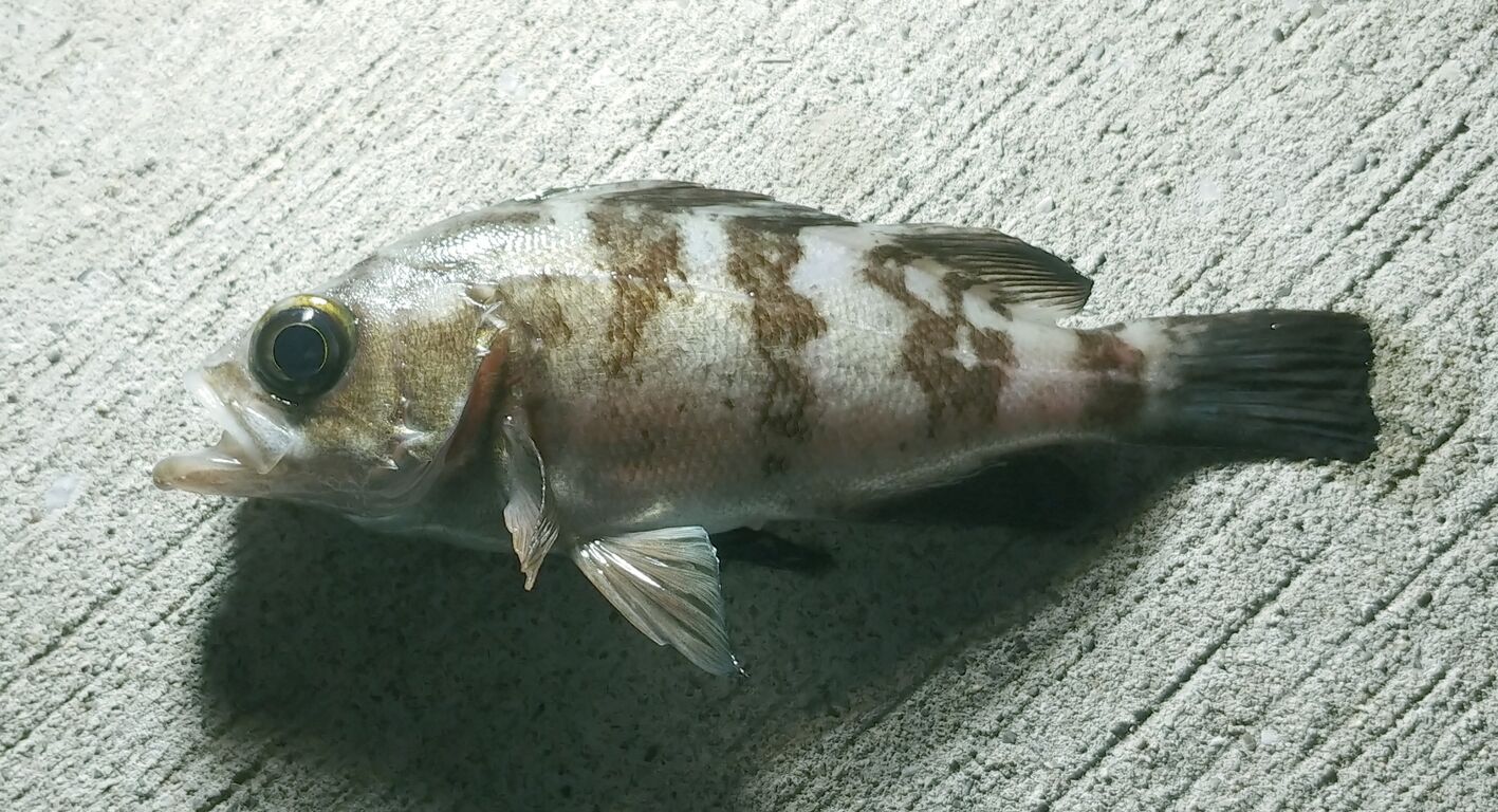 海で遊部日記と料理日記 ミノカサゴを煮付けに トレジャーハンティン部 部長のブログ 海で遊部日記と料理日記 ミノカサゴを煮付けに トレジャーハンティン部 部長のブログ
