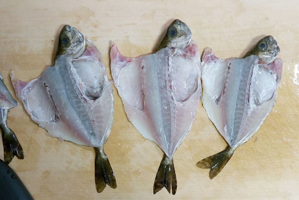 海で遊部日記 暖かくなってきたから海釣りへ ハコフグ アイゴ カメノテ 色々料理 トレジャーハンティン部 部長のブログ