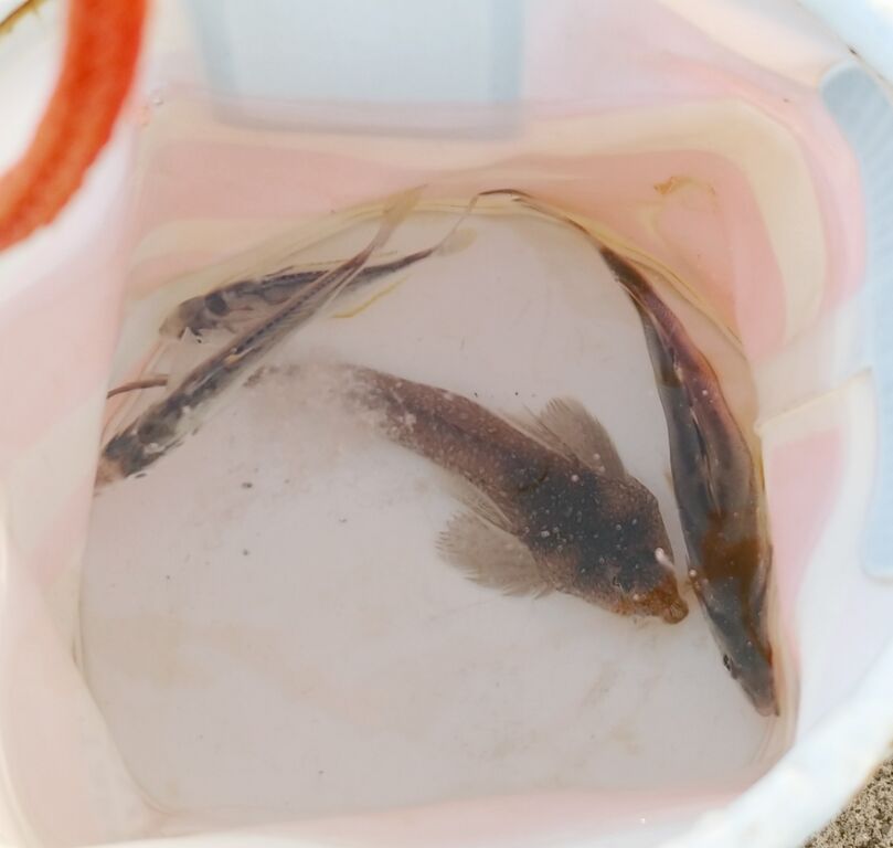 海で遊部日記 内房でのんびり釣り 最近作った魚介の料理 トレジャーハンティン部 部長のブログ 海で遊部日記 内房でのんびり釣り 最近作った魚介の料理 トレジャーハンティン部 部長のブログ
