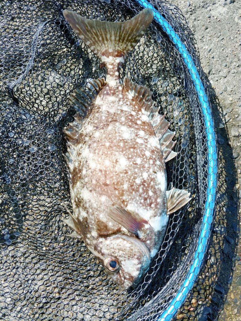 海で遊部日記 秋の釣りシーズンスタート 色々釣れて食べて満喫 トレジャーハンティン部 部長のブログ 海で遊部日記 秋の釣りシーズンスタート 色々釣れて食べて満喫 トレジャーハンティン部 部長のブログ