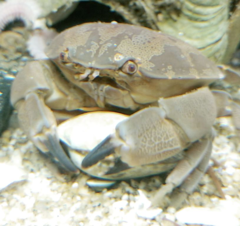 日記 スベスベマンジュウガニがやってきた 海水魚水槽 トレジャーハンティン部 部長のブログ 日記 スベスベマンジュウガニがやってきた 海水魚水槽 トレジャーハンティン部 部長のブログ
