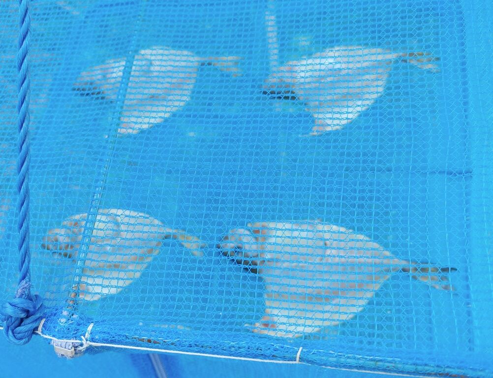 海で遊部日記 暖かくなってきたから海釣りへ ハコフグ アイゴ カメノテ 色々料理 トレジャーハンティン部 部長のブログ