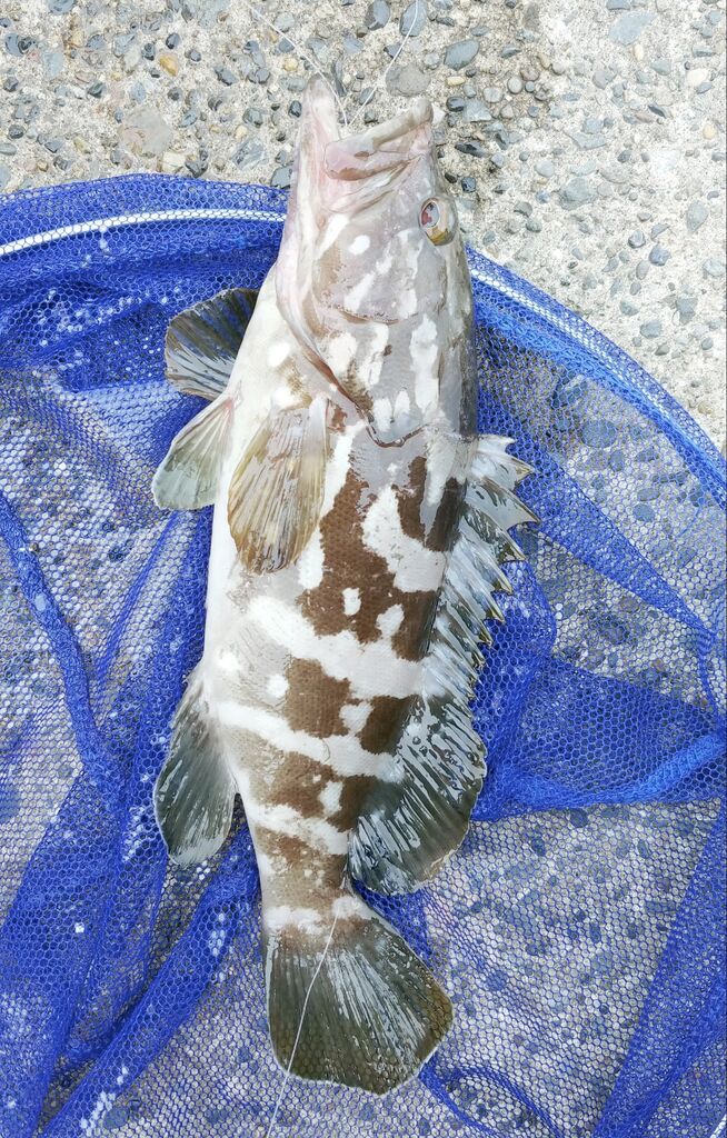 海で遊部日記 東京湾でクエが釣れたからクエ鍋作ってみた トレジャーハンティン部 部長のブログ 海で遊部日記 東京湾でクエが釣れたからクエ鍋作ってみた トレジャーハンティン部 部長のブログ
