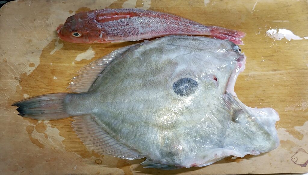 海で遊部日記 初めての食材を色々調理 マトウダイ カナガシラ ほら貝 夜泣き貝 トレジャーハンティン部 部長のブログ