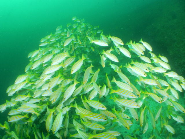 1058 Fish Head Ari Atoll Maldives フィッシュヘッド アリ環礁 モルディブ Dive Reco ダイビングの記憶