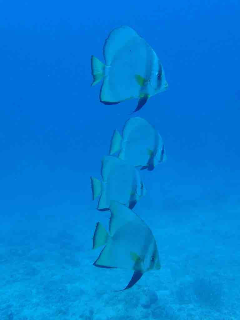 可愛い魚 美味しい魚 そして危険生物 石垣島ダイブハウスクローバーのブログ