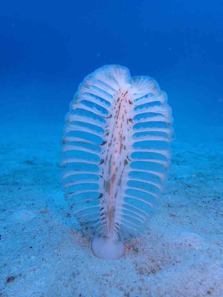 毎日潜っても飽きない場所 石垣島ダイブハウスクローバーのブログ 毎日潜っても飽きない場所 石垣島ダイブハウスクローバーのブログ