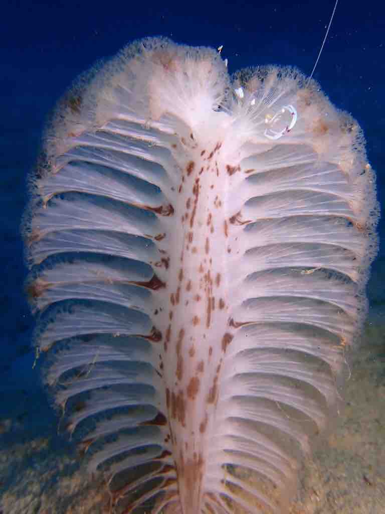 毎日潜っても飽きない場所 石垣島ダイブハウスクローバーのブログ 毎日潜っても飽きない場所 石垣島ダイブハウスクローバーのブログ