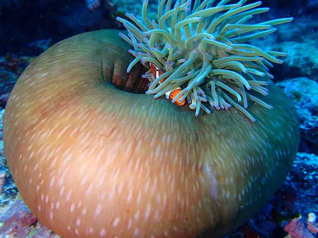 自然の魅力 食べ物の魅力 艸 石垣島ダイブハウスクローバーのブログ