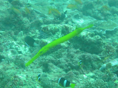 Maldives5i4.jpg