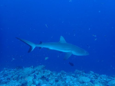 palau525