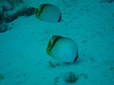 okinawa815.jpg