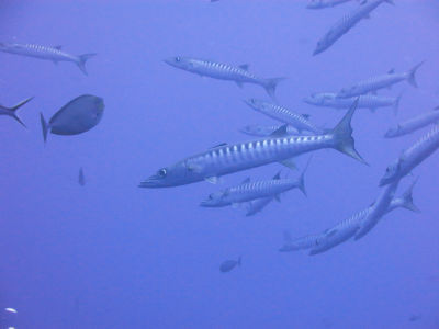 palau2A7.jpg