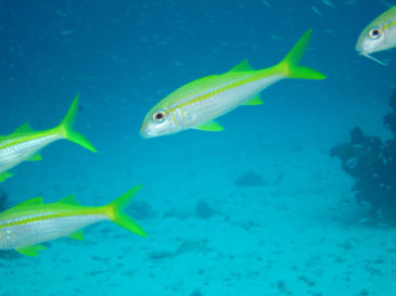 similan122.jpg