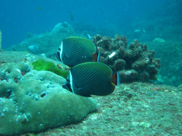 similan126.jpg