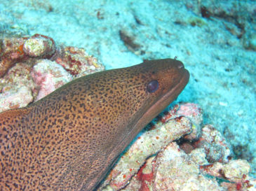 similan147.jpg